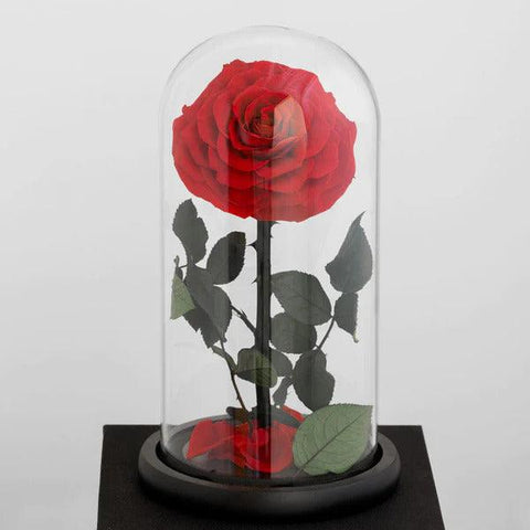 Unveiling the Beauty of Forever Roses: Meaning, Composition, and Lifespan