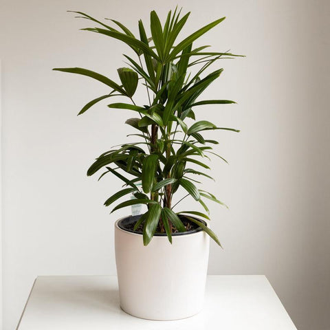 Plants