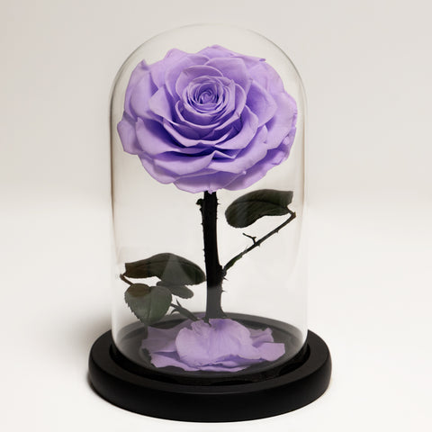 The Forever Rose