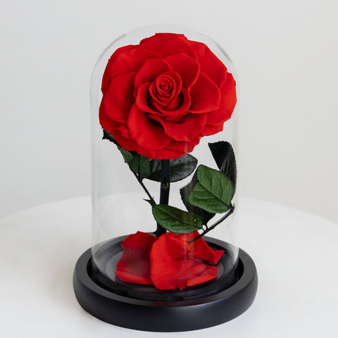 The Forever Rose