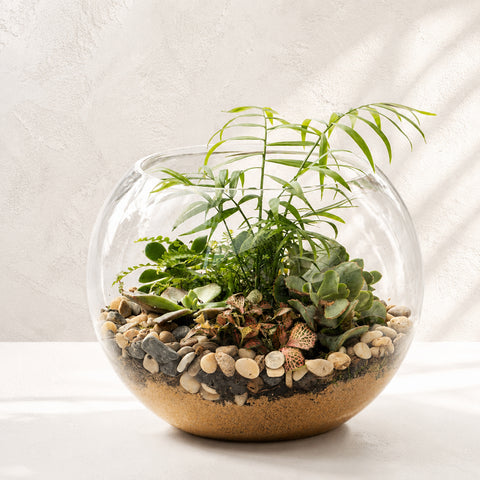 Plant Gifts Delivery in Melbourne