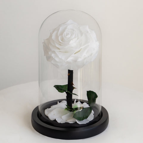 The Forever Rose