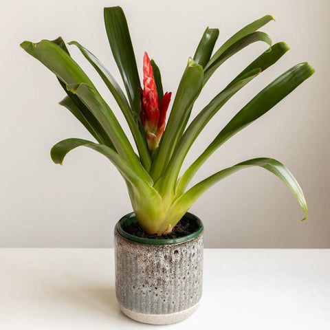 Potted Brom