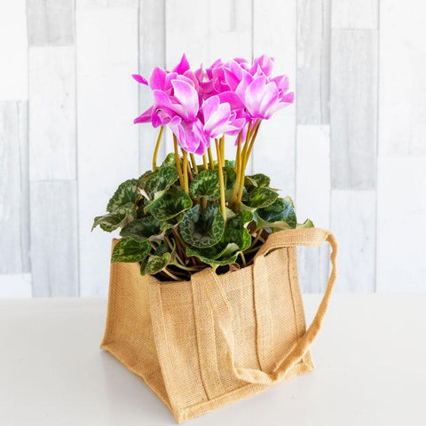 Cyclamen plant